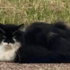 Illustration : Habitu&eacute; de 2 aires d&rsquo;autoroute, ce chat qui a &eacute;t&eacute; expos&eacute; au danger permanent durant 2 mois vient d&rsquo;&ecirc;tre sauv&eacute; par la SPA