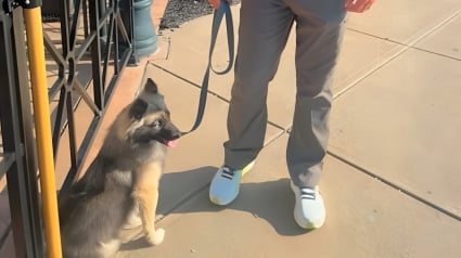 Illustration : Disparue lors d'un vol de voiture, une chienne est retrouv&eacute;e par la police le lendemain et rendue &agrave; sa famille