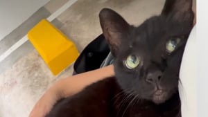 Illustration : Heureuse d'être adoptée, cet ex-chatte errante et âgée ne cesse de regarder sa bienfaitrice avec amour (vidéo)