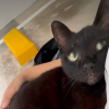 Illustration : Heureuse d'&ecirc;tre adopt&eacute;e, cet ex-chatte errante et &acirc;g&eacute;e ne cesse de regarder sa bienfaitrice avec amour (vid&eacute;o)