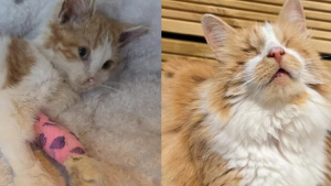 Illustration : Un chat de refuge aveugle sauve la vie d'un chaton atteint d'anémie sévère en lui donnant son sang