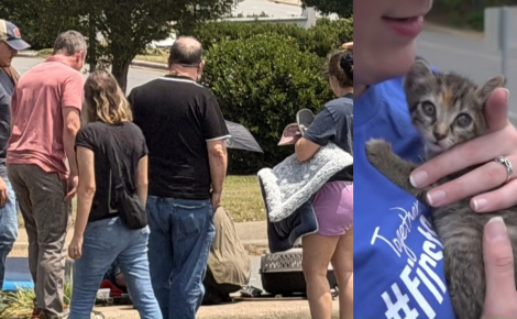 Un chaton coincé dans un égout pluvial mobilise tout un quartier pendant 8 heures avant d'être secouru