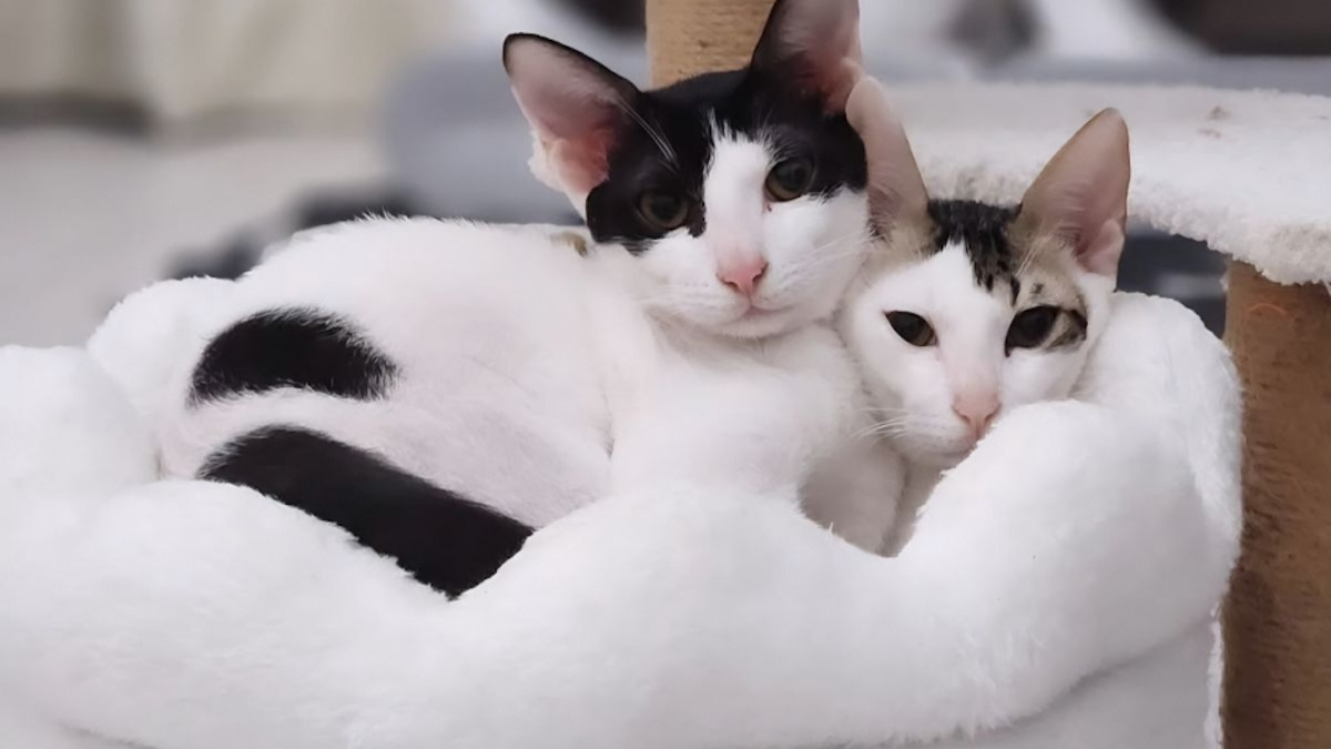 Illustration : "Affamés et sans mère, ces 2 chats sauvés de l’errance à Dubaï comptent sur vous pour prendre un nouveau départ en France"