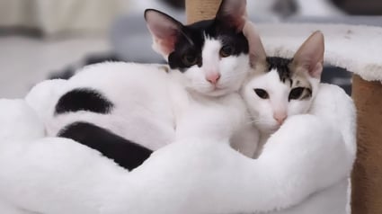 Illustration : Affam&eacute;s et sans m&egrave;re, ces 2 chats sauv&eacute;s de l&rsquo;errance &agrave; Duba&iuml; comptent sur vous pour prendre un nouveau d&eacute;part en France