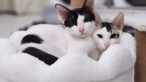 Illustration : Affamés et sans mère, ces 2 chats sauvés de l’errance à Dubaï comptent sur vous pour prendre un nouveau départ en France