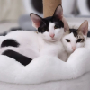 Illustration : Affam&eacute;s et sans m&egrave;re, ces 2 chats sauv&eacute;s de l&rsquo;errance &agrave; Duba&iuml; comptent sur vous pour prendre un nouveau d&eacute;part en France