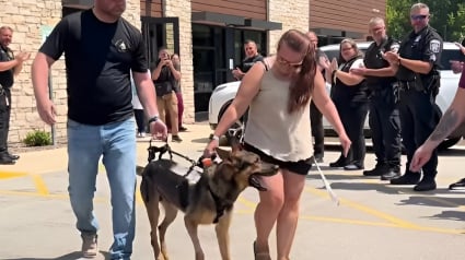 Illustration : Bless&eacute; par un automobiliste distrait, ce chien policier quitte la clinique sous les applaudissements une semaine apr&egrave;s le terrible accident (vid&eacute;o)