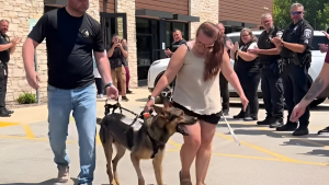 Illustration : Blessé par un automobiliste distrait, ce chien policier quitte la clinique sous les applaudissements une semaine après le terrible accident (vidéo)