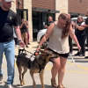Illustration : Bless&eacute; par un automobiliste distrait, ce chien policier quitte la clinique sous les applaudissements une semaine apr&egrave;s le terrible accident (vid&eacute;o)