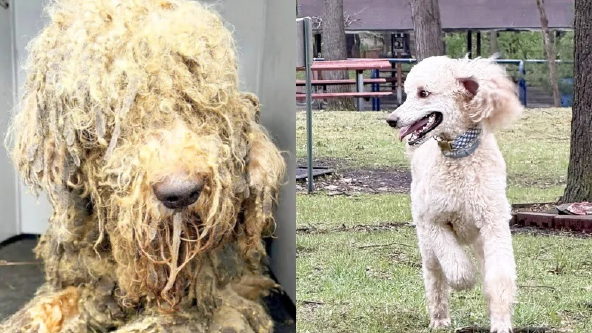 Illustration : "Sauvé de la maltraitance avec 10 congénères, ce Caniche opère une remarquable transformation et devient chien de thérapie"