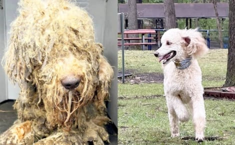Sauvé de la maltraitance avec 10 congénères, ce Caniche opère une remarquable transformation et devient chien de thérapie