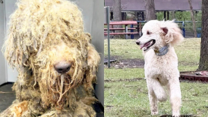 Illustration : Sauvé de la maltraitance avec 10 congénères, ce Caniche opère une remarquable transformation et devient chien de thérapie
