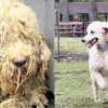 Illustration : Sauv&eacute; de la maltraitance avec 10 cong&eacute;n&egrave;res, ce Caniche op&egrave;re une remarquable transformation et devient chien de th&eacute;rapie