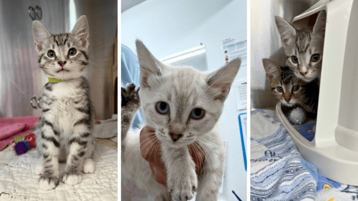 Illustration : "Ces chatons abandonnés devant un refuge dans un simple panier attendent désormais une famille prête à les aimer"