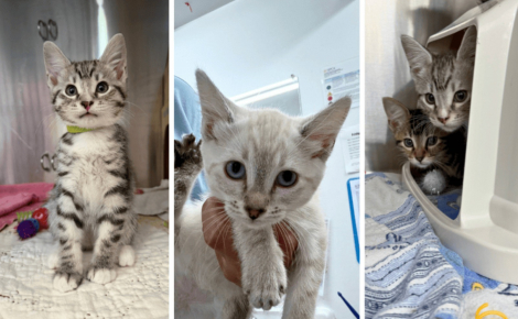 Ces chatons abandonnés devant un refuge dans un simple panier attendent désormais une famille prête à les aimer