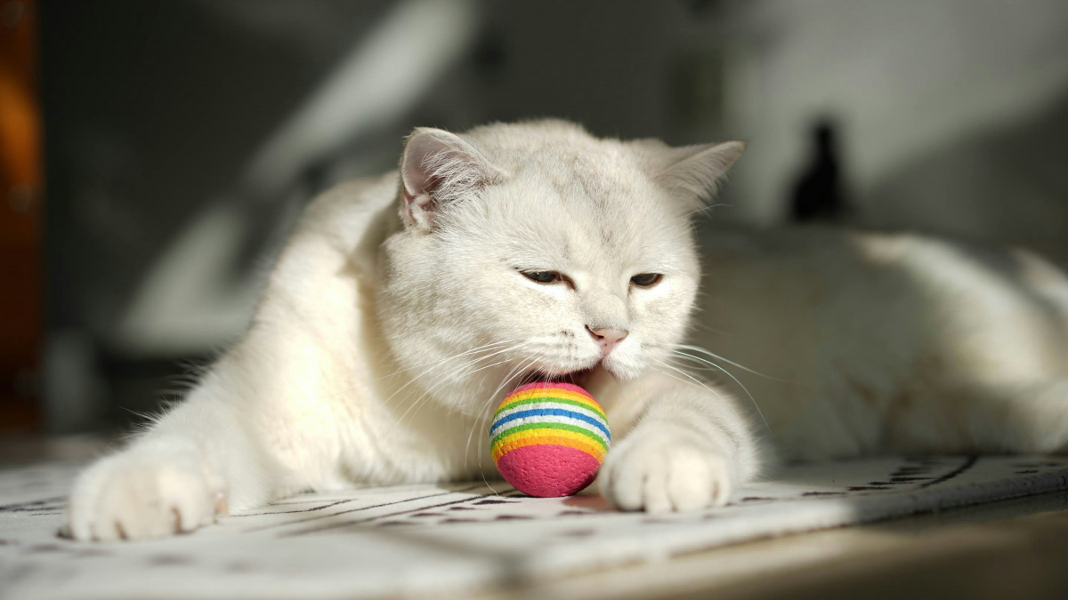 Illustration : "La science explique pourquoi de nombreux chats adorent ramener la balle en se comportant comme des chiens"