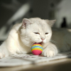 Illustration : La science explique pourquoi de nombreux chats adorent ramener la balle en se comportant comme des chiens