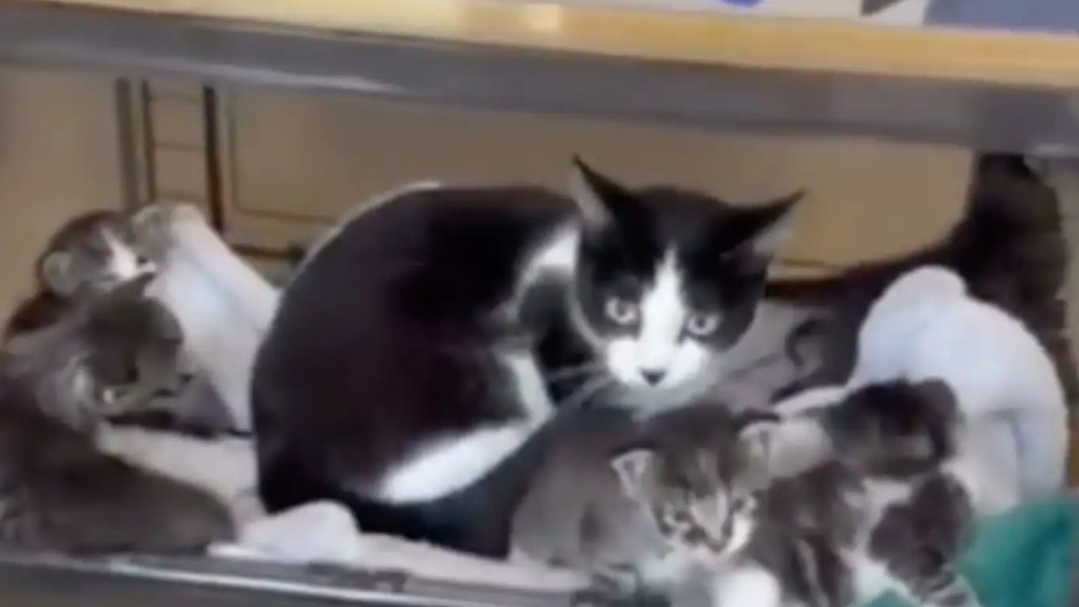 Illustration : "Une chatte revient chercher ses chatons abandonnés devant un refuge et prend un nouveau départ"