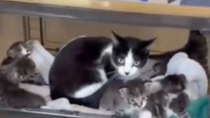 Illustration : Une chatte revient chercher ses chatons abandonnés devant un refuge et prend un nouveau départ