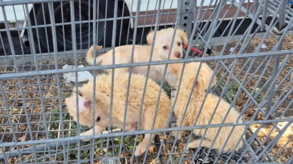 Illustration : Des passants voient quelque chose bouger dans un chariot de supermarch&eacute; et d&eacute;couvrent 3 chiots abandonn&eacute;s