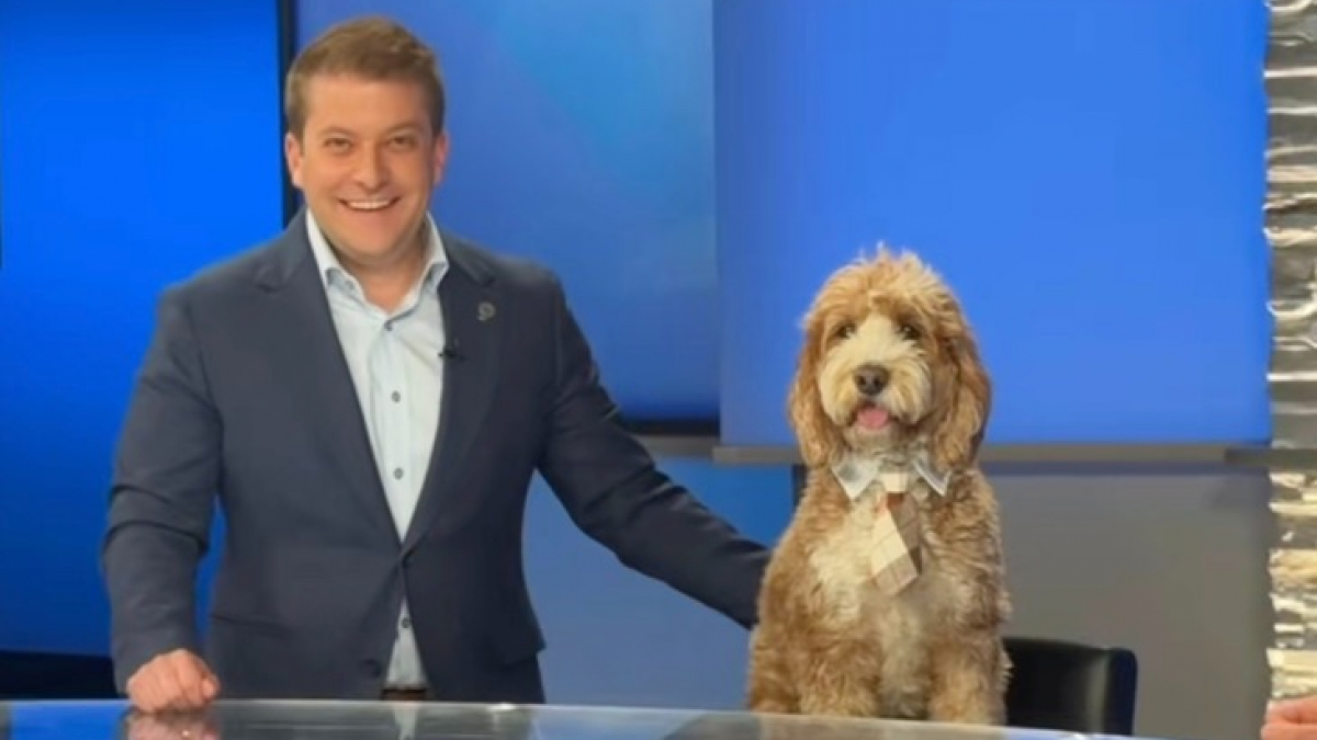 Illustration : "Ce chien rejoint son maître à l’antenne et découvre les joies de la télévision en vrai professionnel (vidéo)  "