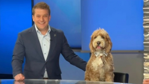 Illustration : Ce chien rejoint son maître à l’antenne et découvre les joies de la télévision en vrai professionnel (vidéo)  
