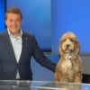 Illustration : Ce chien rejoint son ma&icirc;tre &agrave; l&rsquo;antenne et d&eacute;couvre les joies de la t&eacute;l&eacute;vision en vrai professionnel (vid&eacute;o)  