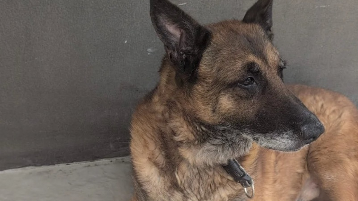 Illustration : "Enfermé seul dans le noir pendant 13 ans ce chien de garde s'échappe et est enfin secouru"