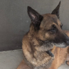 Illustration : Enferm&eacute; seul dans le noir pendant 13 ans ce chien de garde s'&eacute;chappe et est enfin secouru