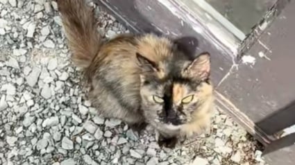 Illustration : Elle pensait simplement nourrir une chatte errante affam&eacute;e et d&eacute;couvre une port&eacute;e de chatons cach&eacute;e &agrave; quelques m&egrave;tres (vid&eacute;o)