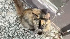 Illustration : Elle pensait simplement nourrir une chatte errante affamée et découvre une portée de chatons cachée à quelques mètres (vidéo)