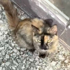 Illustration : Elle pensait simplement nourrir une chatte errante affam&eacute;e et d&eacute;couvre une port&eacute;e de chatons cach&eacute;e &agrave; quelques m&egrave;tres (vid&eacute;o)