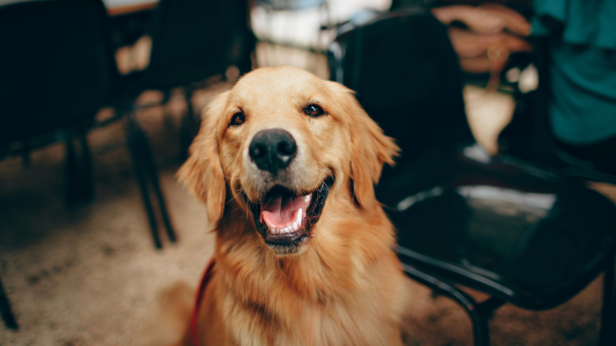 Illustration : "Submergé par la joie ce Golden Retriever saute dans tous les sens en accueillant son tout jeune frère (vidéo)"