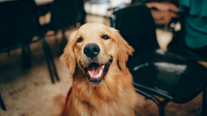 Illustration : Submergé par la joie ce Golden Retriever saute dans tous les sens en accueillant son tout jeune frère (vidéo)