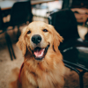 Illustration : Submerg&eacute; par la joie ce Golden Retriever saute dans tous les sens en accueillant son tout jeune fr&egrave;re (vid&eacute;o)