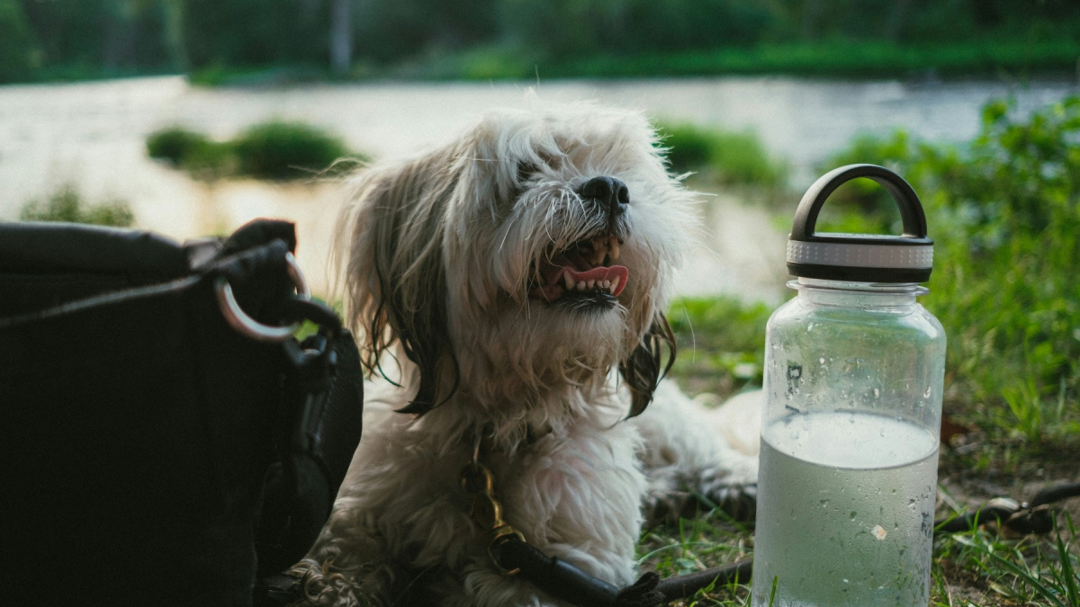 Illustration : "Vrai ou faux : pouvez-vous mettre des glaçons dans l’eau de votre chien l’été pour le rafraîchir ? "