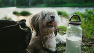 Illustration : "Vrai ou faux : pouvez-vous mettre des glaçons dans l’eau de votre chien l’été pour le rafraîchir ? "