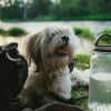 Illustration : Vrai ou faux : pouvez-vous mettre des gla&ccedil;ons dans l&rsquo;eau de votre chien l&rsquo;&eacute;t&eacute; pour le rafra&icirc;chir ? 