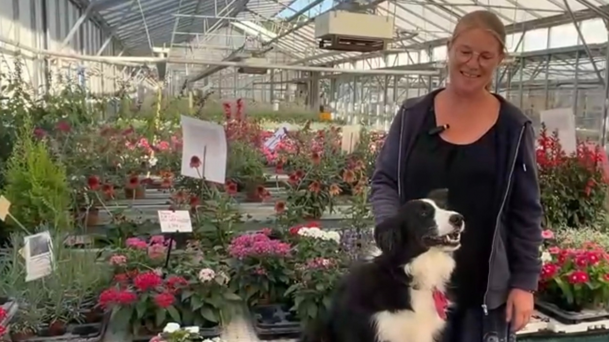 Illustration : "Pressée d'aller travailler cette Border Collie adore surveiller les plantes et les clients des serres (vidéo)"