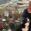 Illustration : Press&eacute;e d'aller travailler cette Border Collie adore surveiller les plantes et les clients des serres (vid&eacute;o)