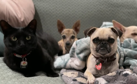Dans ce refuge, un chat doux et patient teste l'entente des chiens séniors avec les félins pour les aider à trouver des adoptants