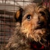 Illustration : &Eacute;chapp&eacute; avant de rejoindre sa famille d'accueil ce chien survit deux semaines aux coyotes puis est enfin sauv&eacute;