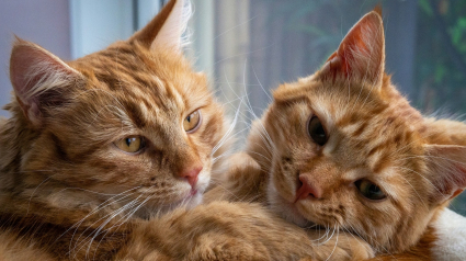 Illustration : Une &eacute;tude scientifique d&eacute;montre que votre chat conna&icirc;t les noms des autres f&eacute;lins de la maison