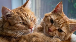 Illustration : Une &eacute;tude scientifique d&eacute;montre que votre chat conna&icirc;t les noms des autres f&eacute;lins de la maison
