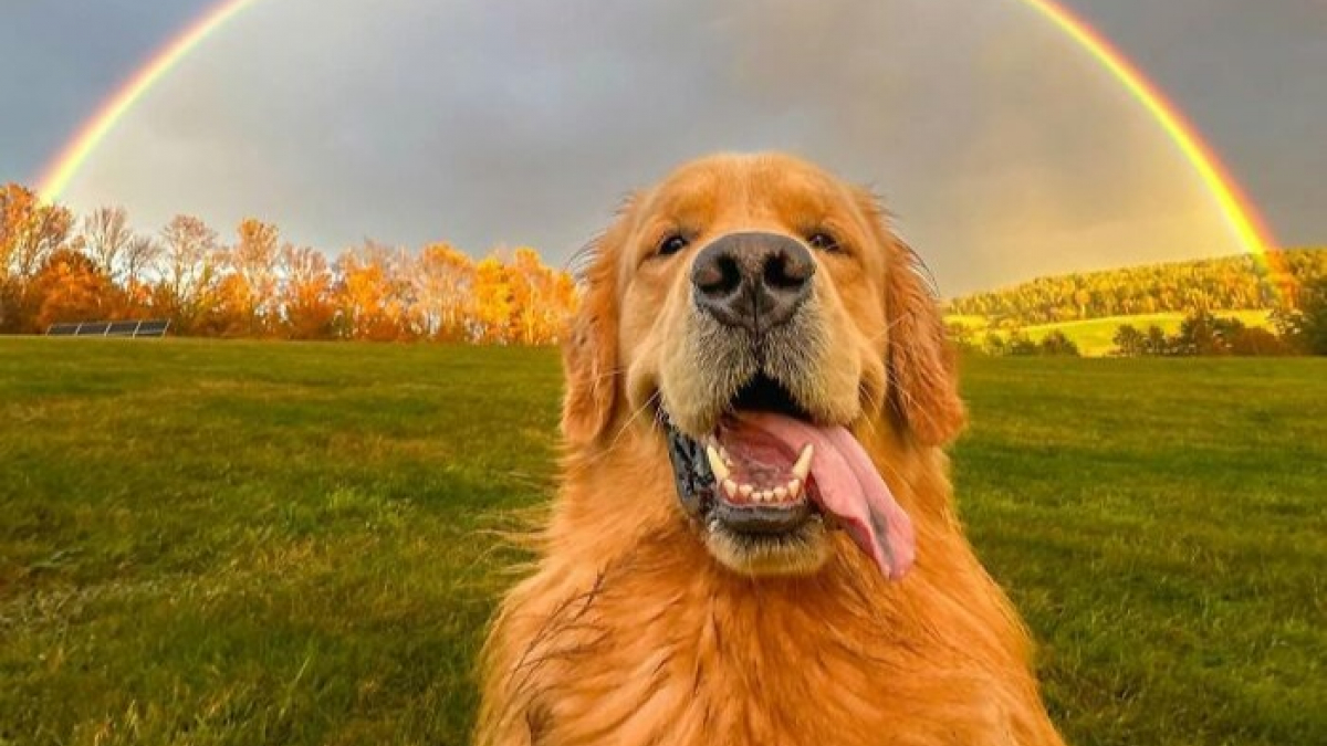 Illustration : "12 photos de chiens qui vous feront sourire à coup sûr"