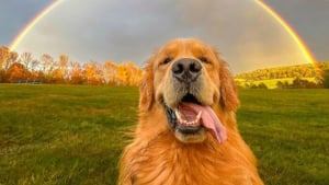 Illustration : 12 photos de chiens qui vous feront sourire &agrave; coup s&ucirc;r
