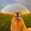Illustration : 12 photos de chiens qui vous feront sourire &agrave; coup s&ucirc;r