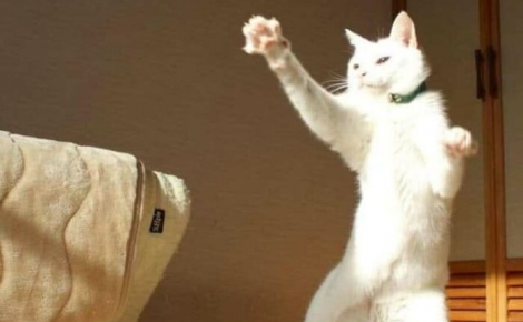 11 chats qui se moquent de la normalité et des limites