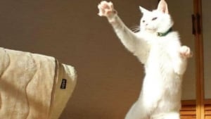 Illustration : 11 chats qui se moquent de la normalit&eacute; et des limites