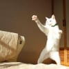 Illustration : 11 chats qui se moquent de la normalit&eacute; et des limites